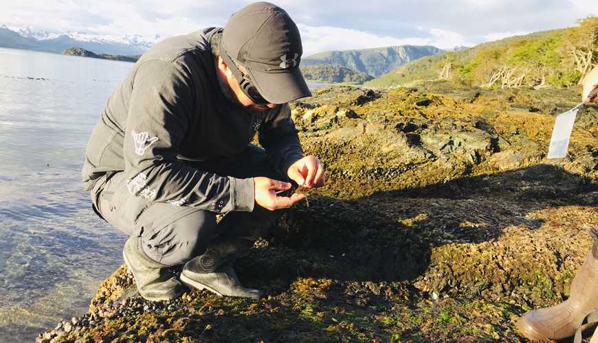 90 especies de algas de Chile fueron plasmadas en una nueva guía fotográfica