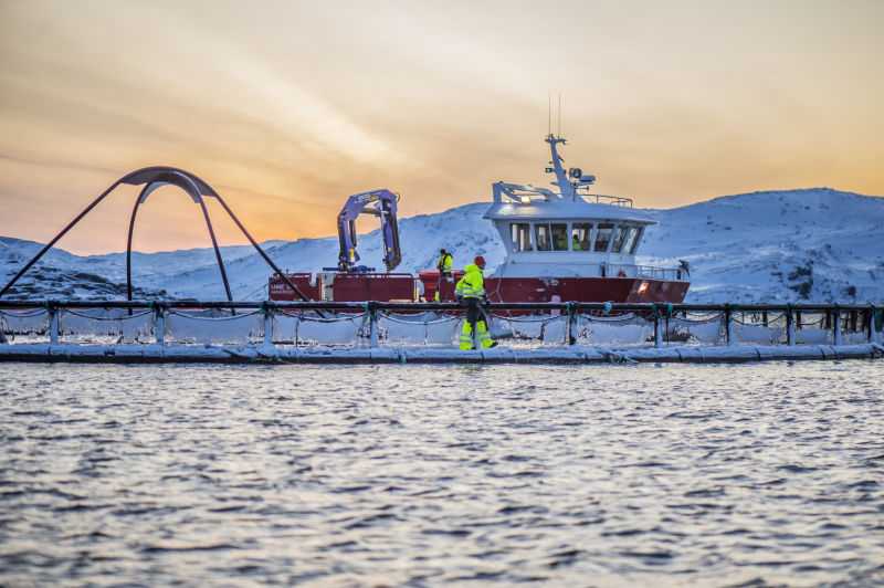 Norway Royal Salmon reporta bajos precios del salmón en su informe sobre el 2T