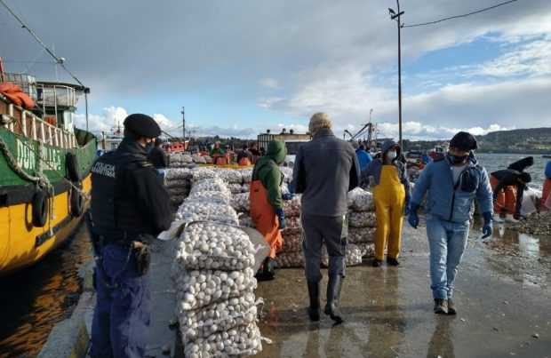 [+FOTOS] En Chiloé: Decomisan más de 20 toneladas de almejas con marea roja