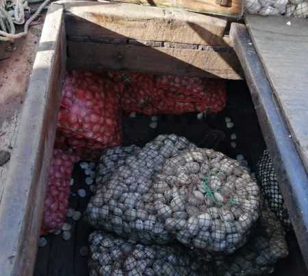 [+FOTOS] En Chiloé: Decomisan más de 20 toneladas de almejas con marea roja