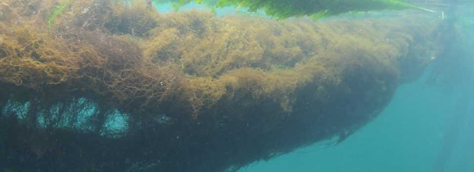 Difunden resultados de programa de desarrollo de acuicultura de algas