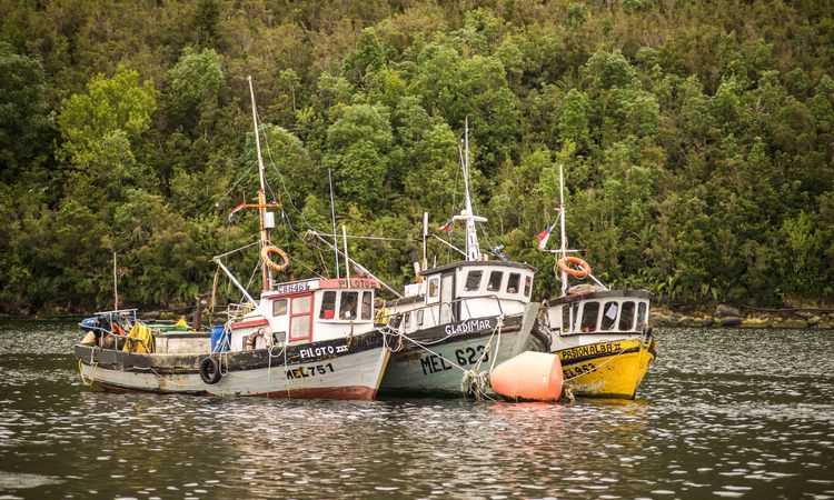 Crustáceos: Región de Aysén conforma su primer comité de manejo pesquero