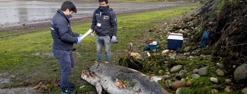Sernapesca inspecciona ballenato que varó muerto en la comuna de Calbuco