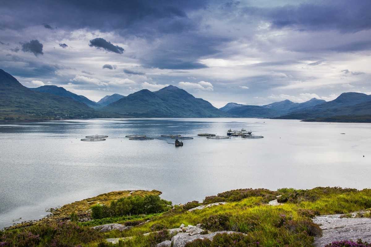 Escocia: Publican informe que destaca el impacto de la acuicultura en el país