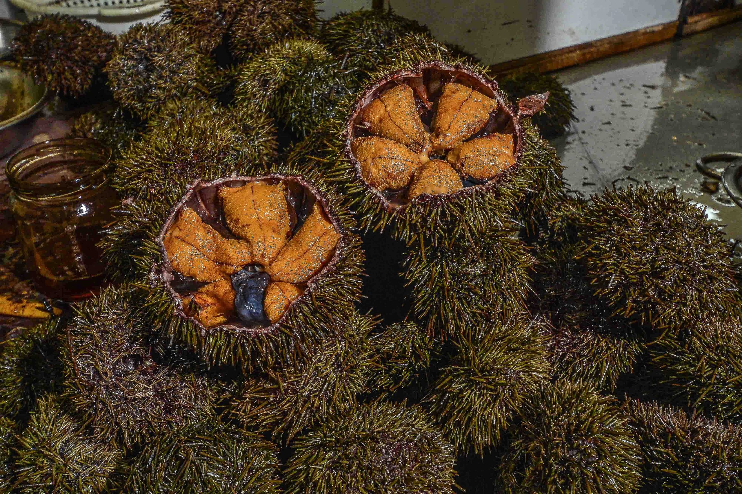 Suspensión de la veda: Pescadores de Los Lagos seguirán extrayendo erizos y pulpos durante octubre