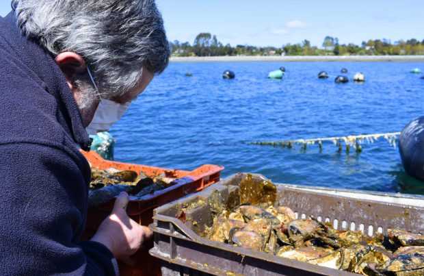 [+FOTOS] En Chiloé: Proyecto de repoblamiento sembró primeras semillas de ostra chilena en Ancud