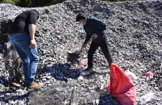 [+FOTOS] En Chiloé: Proyecto de repoblamiento sembró primeras semillas de ostra chilena en Ancud