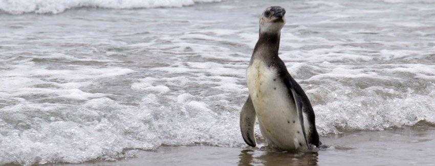 Liberan pingüino de Magallanes en playa de Zapallar
