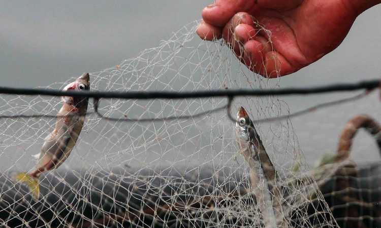 Conforme a disposición de Comité Científico: Dan a conocer cuota de captura de sardina y anchoveta para 2021