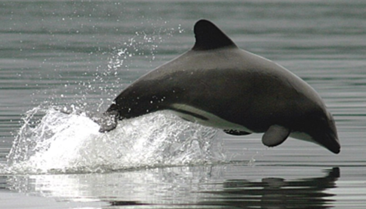 A las 18:30: Este miércoles se realizará webinar sobre conservación del delfín chileno