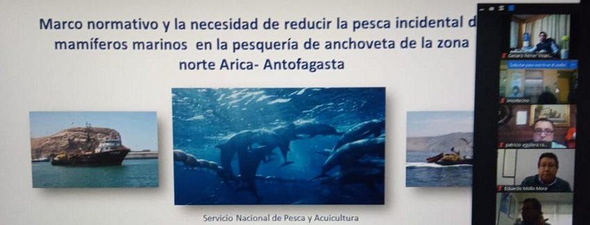 Sernapesca: Avanza implementación para reducir la pesca incidental de aves y mamíferos marinos en Chile