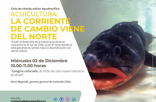 El congrio colorado cerrará ciclo de charlas online de acuicultura con peces nativos
