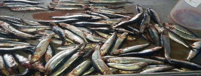 Comenzó la segunda temporada de pesca de sardina y anchoveta en la región del Biobío