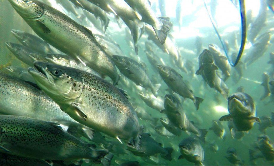 Sigue avanzando en el Senado: Conozca detalles del proyecto de ley que busca evitar los escapes de salmón