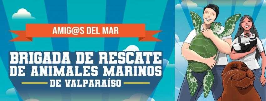 En Valparaíso: Comenzó capacitación a Brigada de Rescate de Animales Marinos