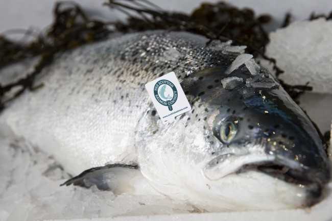 Salmonicultores de Escocia apelan a la prioridad en el Canal de la Mancha