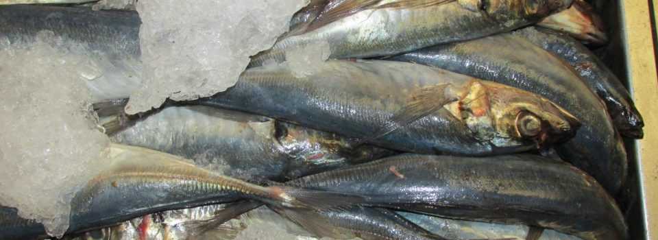 IFOP realizó capacitación para la toma de datos y cumplimiento de estándares de pesquerías pelágicas