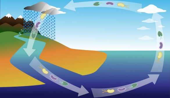Centro IDEAL: Microorganismos del planeta estarían conectados a través de una “cinta transportadora”