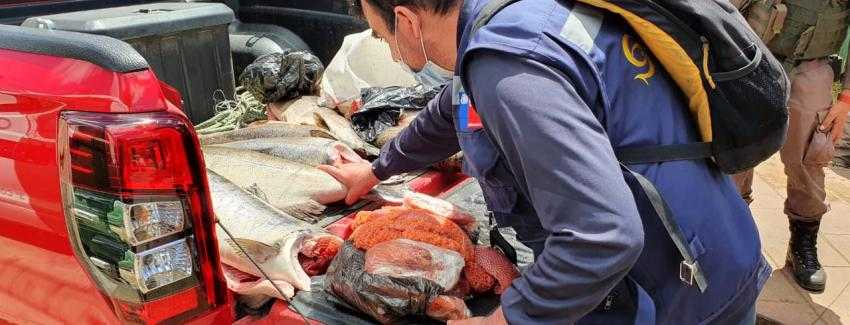 Río Toltén: Sernapesca y Carabineros incautan más de 100 kg de salmón chinook