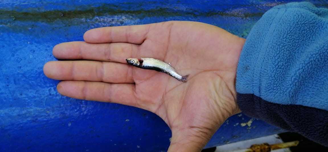 Ferepa Bíobío: Solicitan que se suspenda la actual temporada de sardina y anchoveta