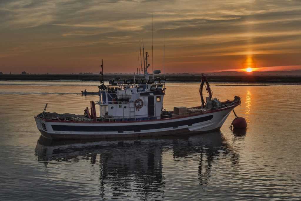 Ley de Pesca: Sociedad Chilena de Ciencias del Mar analiza propuesta