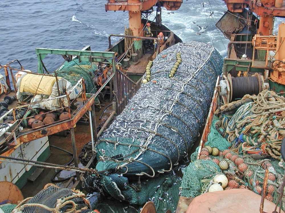 Un nuevo paso da proyecto de ley que busca prohibir la pesca de arrastre de la merluza común