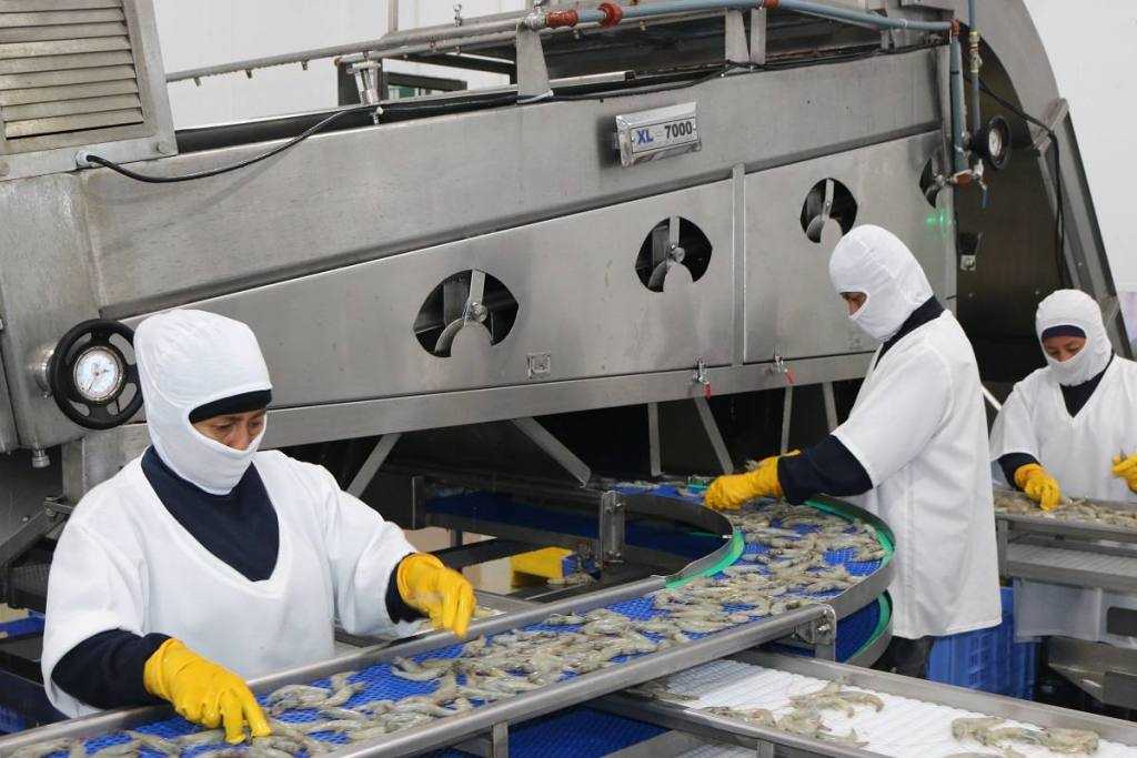 China suspende establecimiento exportador de camarón ecuatoriano por presencia de Virus de la Mancha Blanca