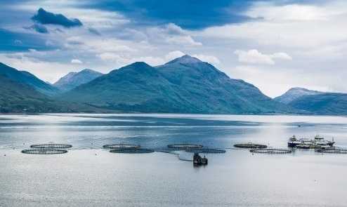 Salmonicultores de Escocia: “Cada retraso obliga a bajar el precio de nuestro producto”