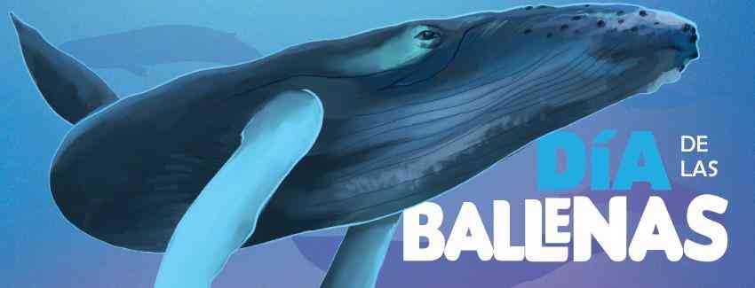 En el Día Mundial de las Ballenas: Llaman a respetar la distancia mínima de avistamiento