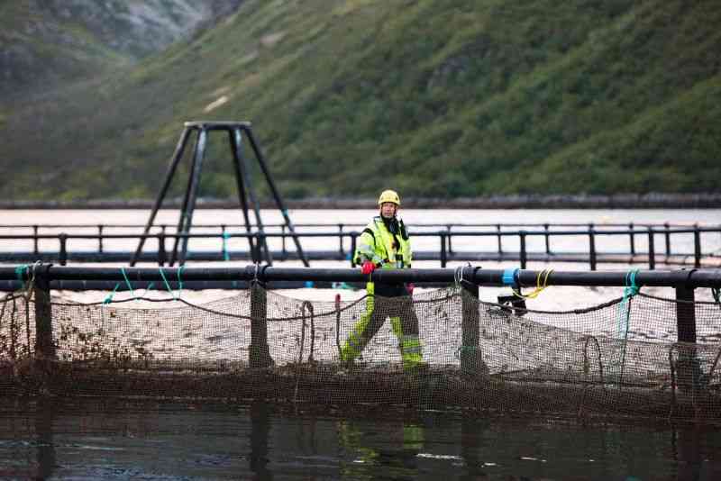 Miles de peces mueren en la filial islandesa de Norway Royal Salmon