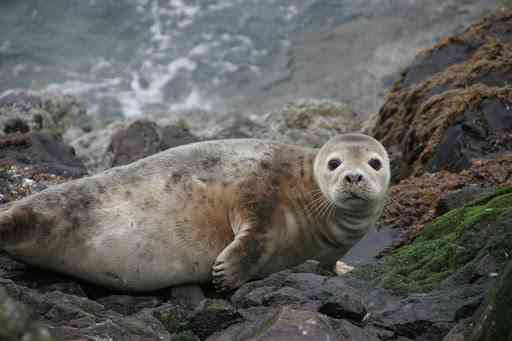 En Escocia: Salmonicultores claman por compensaciones por ataques de focas