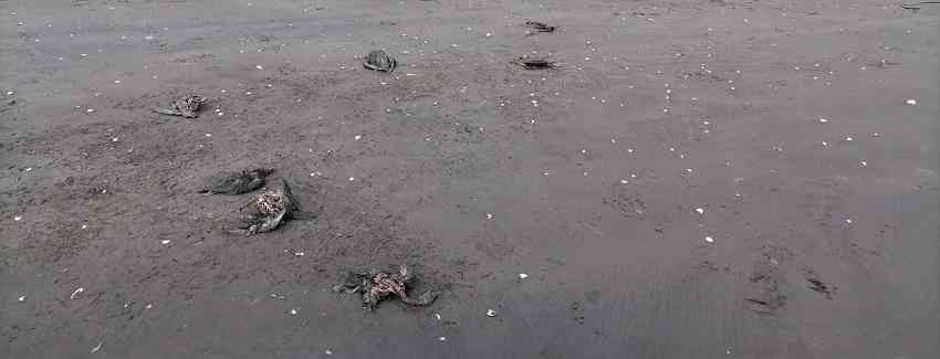 En Los Ríos: Constatan la muerte de fardelas y pingüinos en playa Cheuque