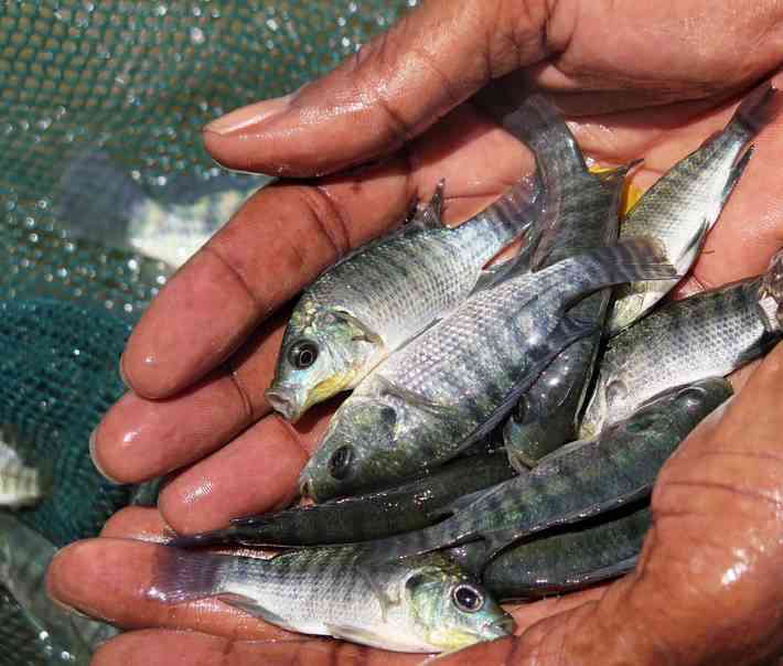 Informe evidencia que la pesca y la acuicultura se han visto gravemente afectadas por la pandemia