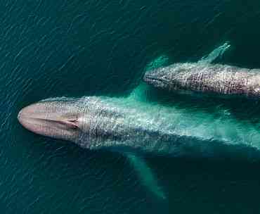Ruido submarino: Una amenaza latente para las ballenas en el Golfo Corcovado