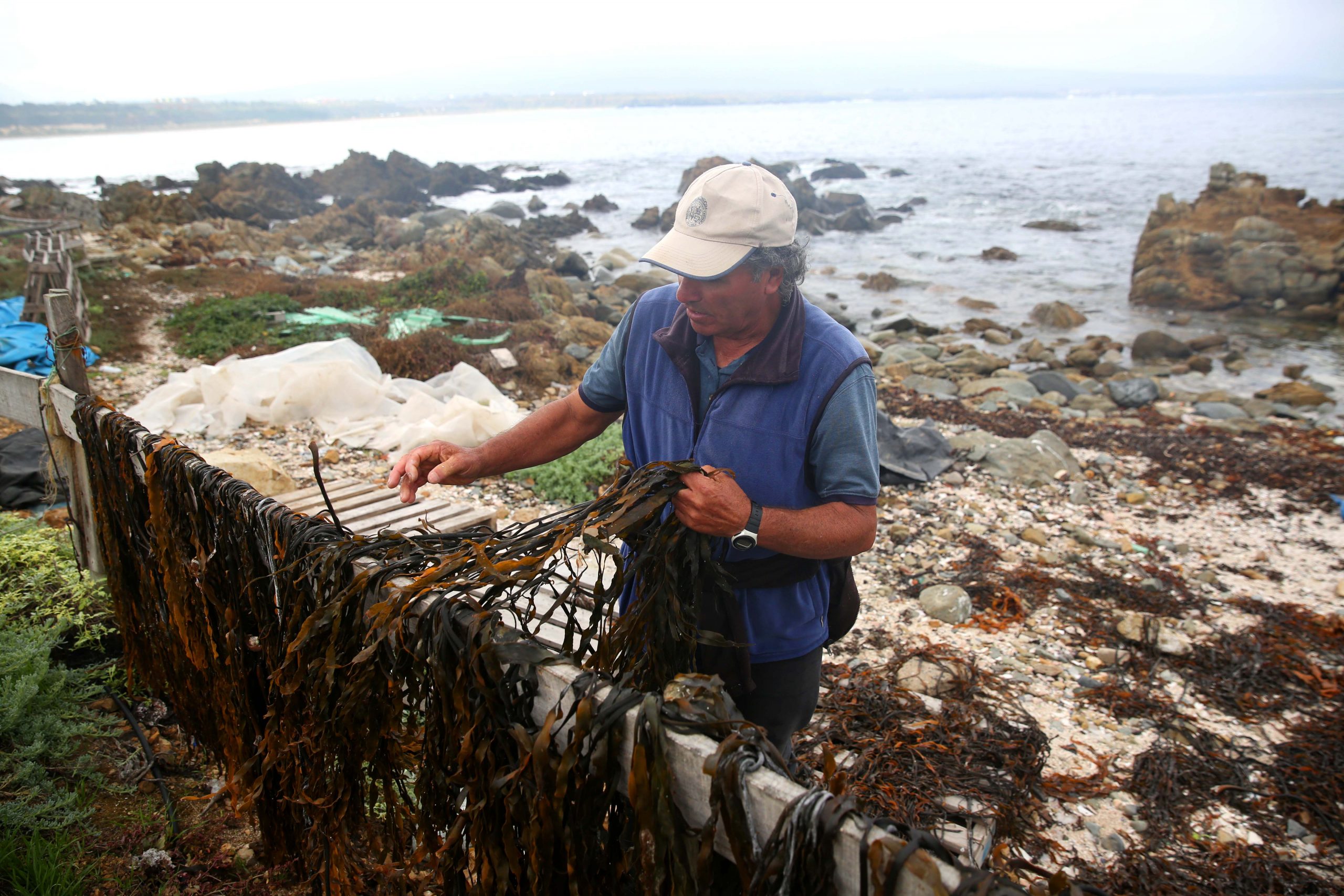 AMERBs: Subpesca extiende por un año más plazo para que pescadores presenten informes
