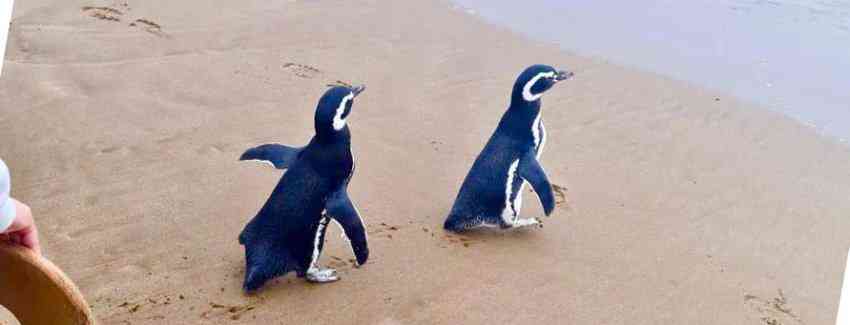 En el Día Mundial de la Naturaleza: Liberan dos pingüinos magallánicos en Cachagua