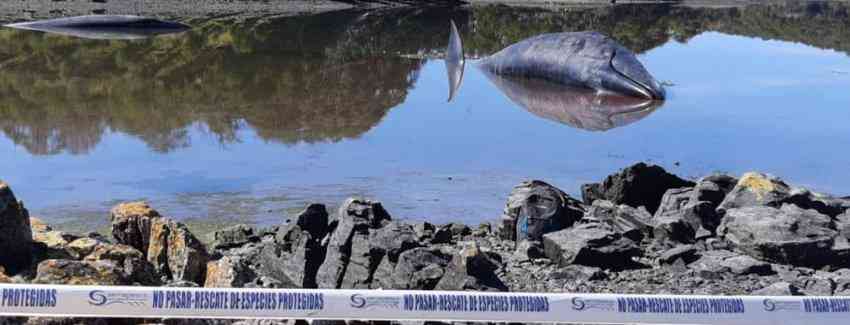 Entregan causas probables de varamientos de ballenas en Puerto Williams