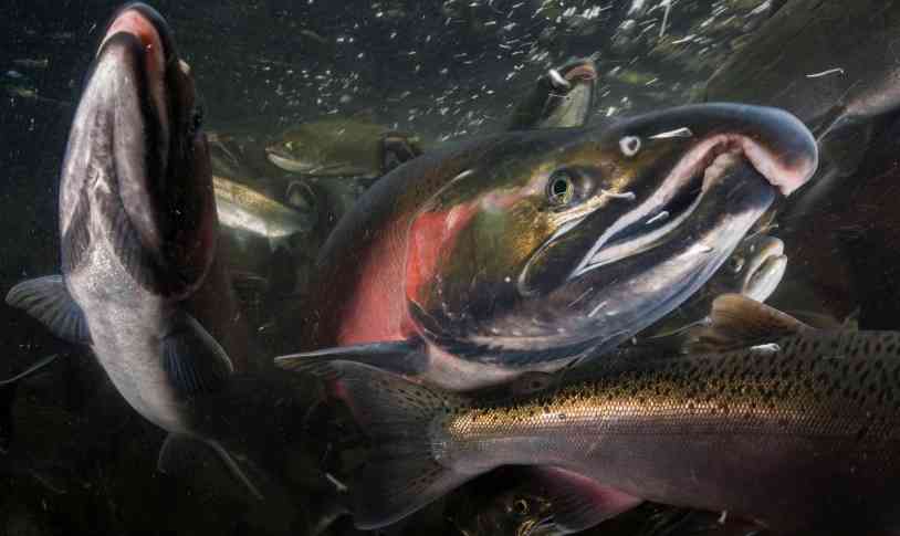 Publican informe sobre el genoma del salmón coho