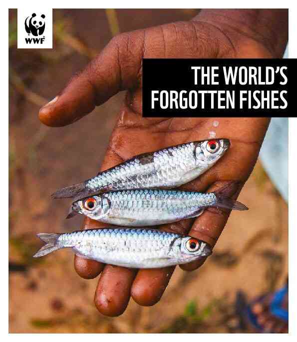En peligro de extinción un tercio de los peces «olvidados» en el mundo