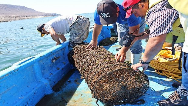Acuicultura de pequeña escala, algas, borde costero, desembarque, botes, pescadores artesanales (foto Indespa)2