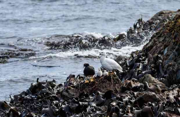Aves, algas_monitoreo a área marina de Aysén, fauna, Patagonia, sur de Chile, naturaleza (foto UACh)