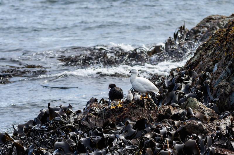 Aysén: Se realiza tercera campaña de monitoreo en Área Marina Costero Protegida