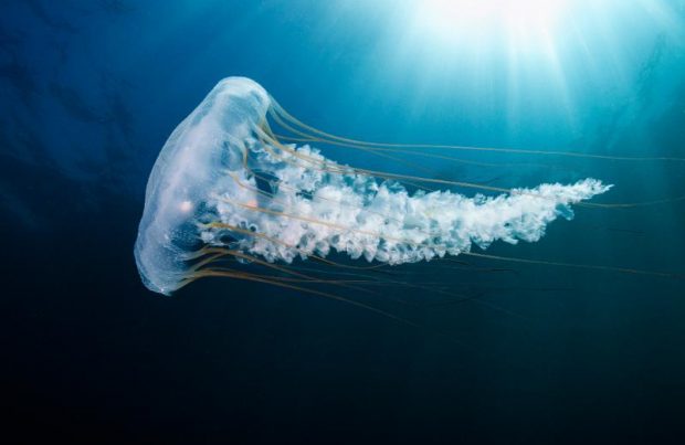 Ciencia pública_Proyecto permitirá conocer animales marinos a escala real (foto Eduardo Sorensen)