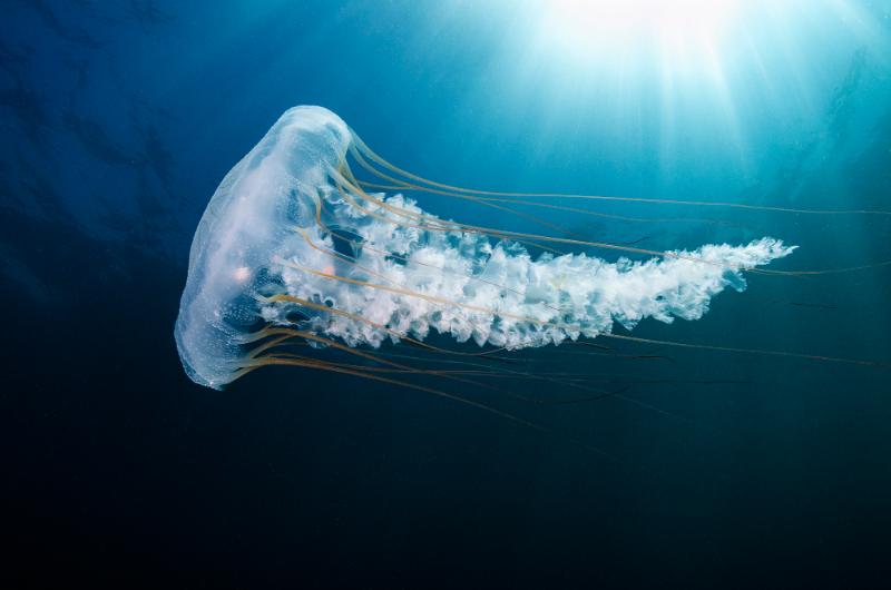 Ciencia pública: Proyecto permitirá conocer animales marinos a escala real