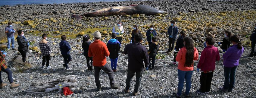 Con rogativa ancestral se despidieron restos de ballena varada en Chaitén