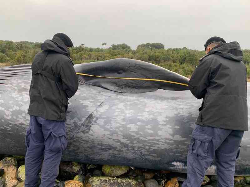 [+FOTOS] Constatan el varamiento de una ballena azul en Chaitén