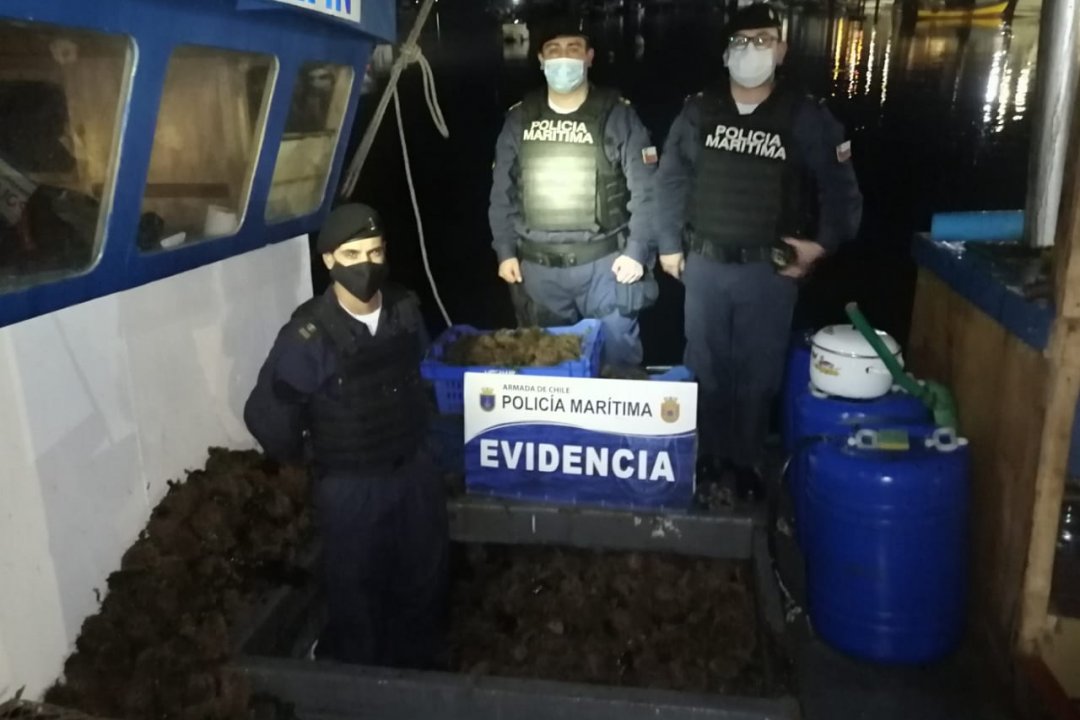 En Chiloé: Decomisan 700 kilos de erizos extraídos ilegalmente