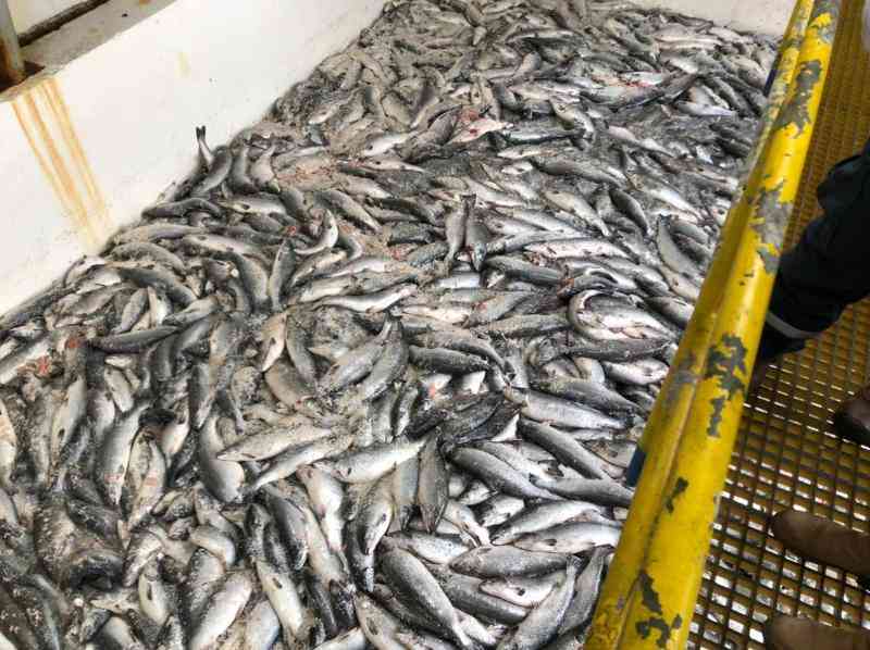 SMA por FANs: «Los peces arribaron en buenas condiciones sanitarias»