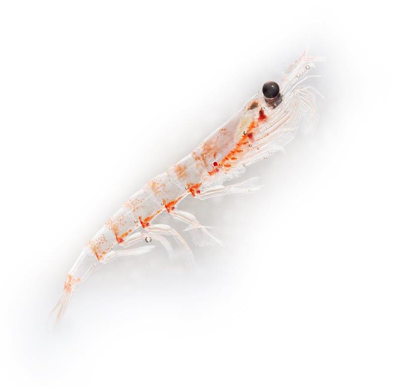 Destacan el potencial del krill antártico para una alimentación acuícola sustentable