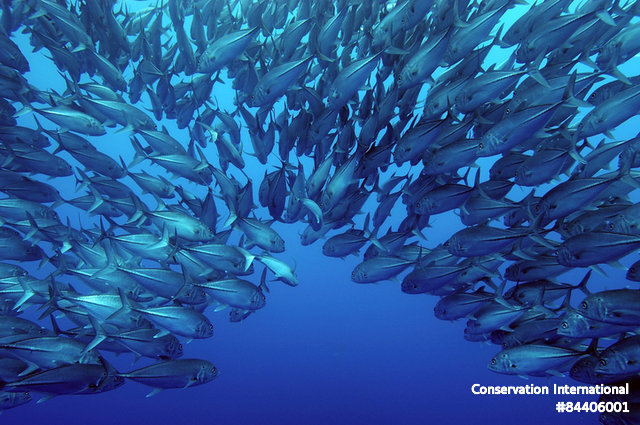 Blue Nature Alliance: Uno de los mayores esfuerzos para proteger el océano está en marcha